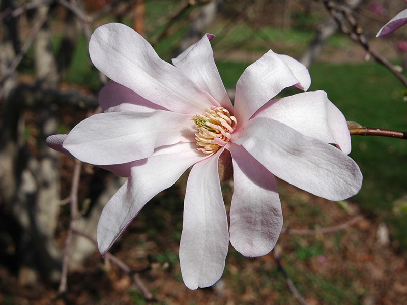 Magnolia x lobneri 'Leonard Messel' in the Mac Cuddy Botanic Garden, Strathroy, Ontario, Canada.